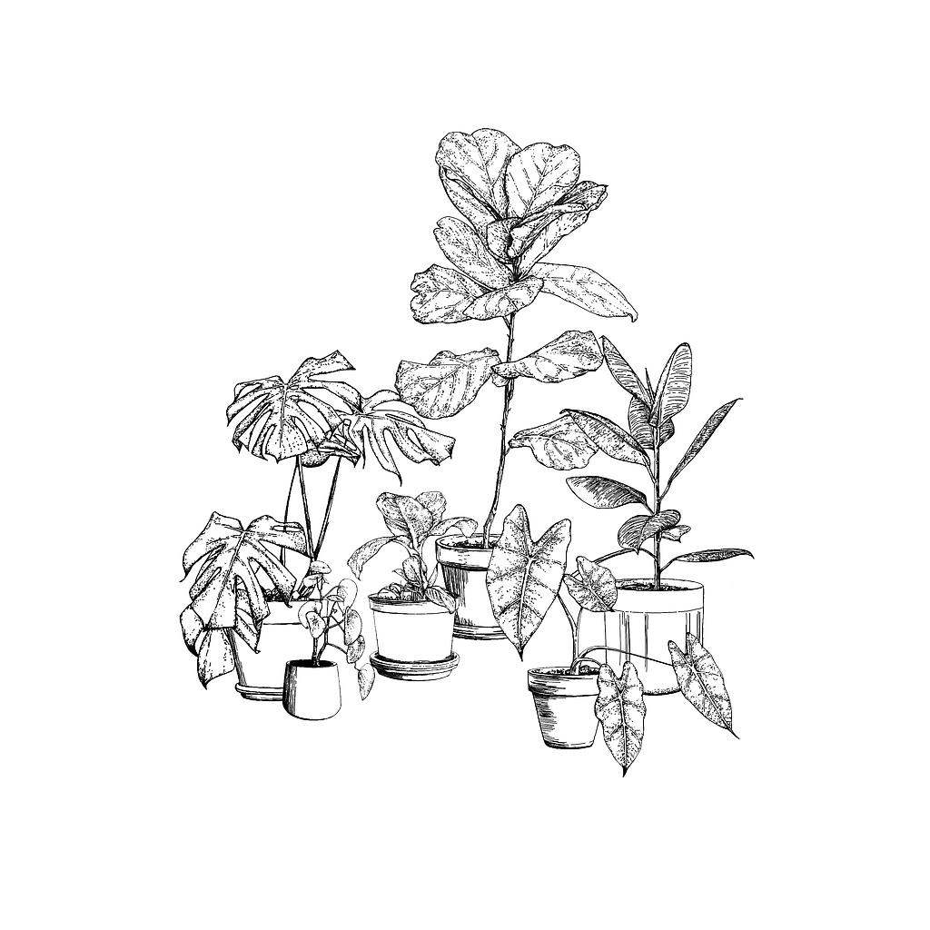 Plants