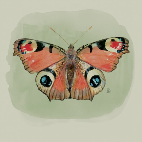 Inachis Io