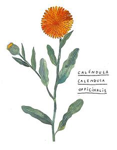 Calèndula (M)