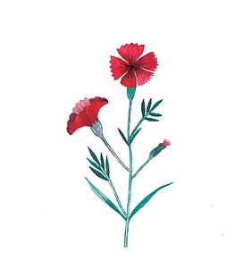 Clavel (A5)