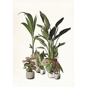 Green Companions (XS)