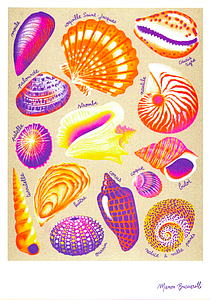 BUCCIARELLI Manon - Coquillages