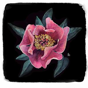 Peonia